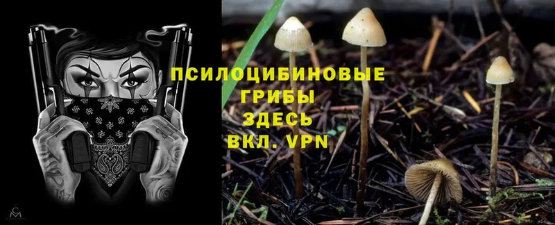 Галлюциногенные грибы Magic Shrooms  наркотики  Славгород 